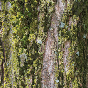 Panhuysen, Dominique